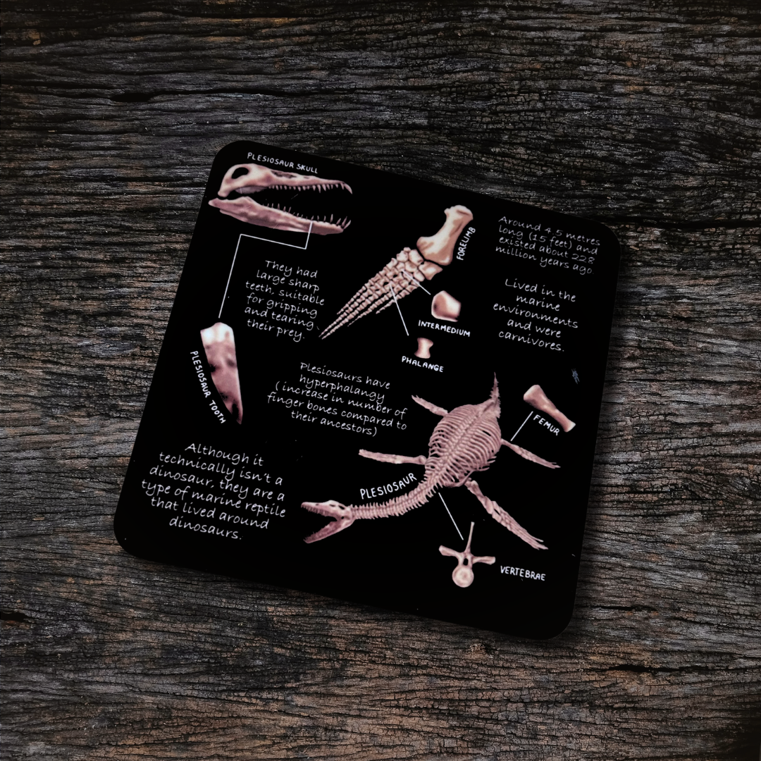 Plesiosaur Coaster