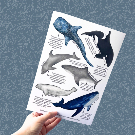 Whale Art Print