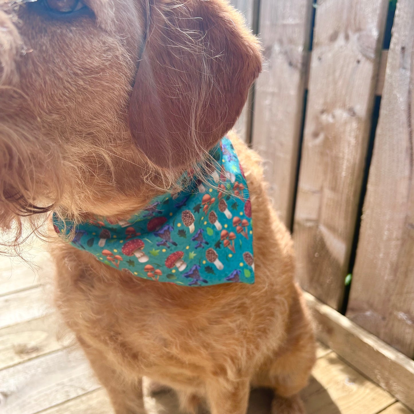 Mushroom Dog Bandana
