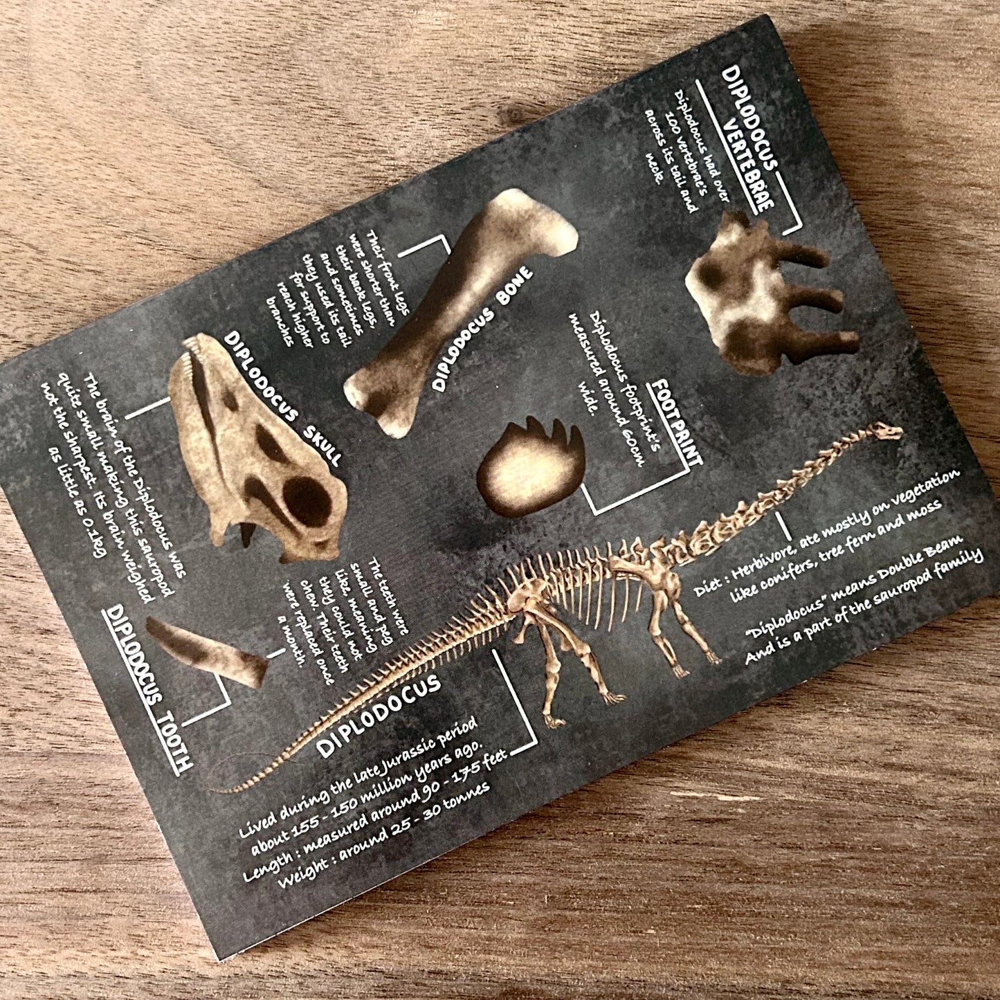 A6 Diplodocus Notebook