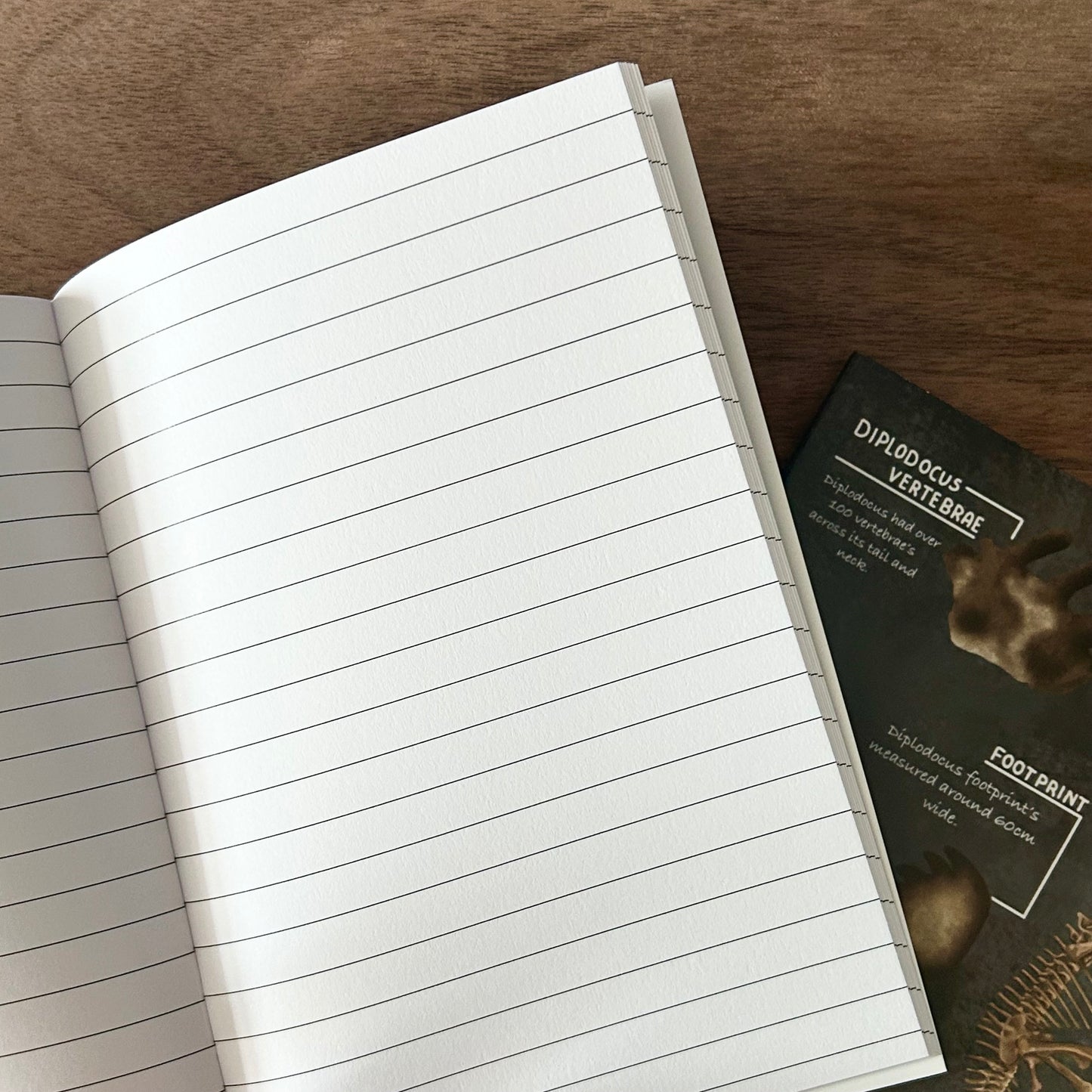 A6 Diplodocus Notebook