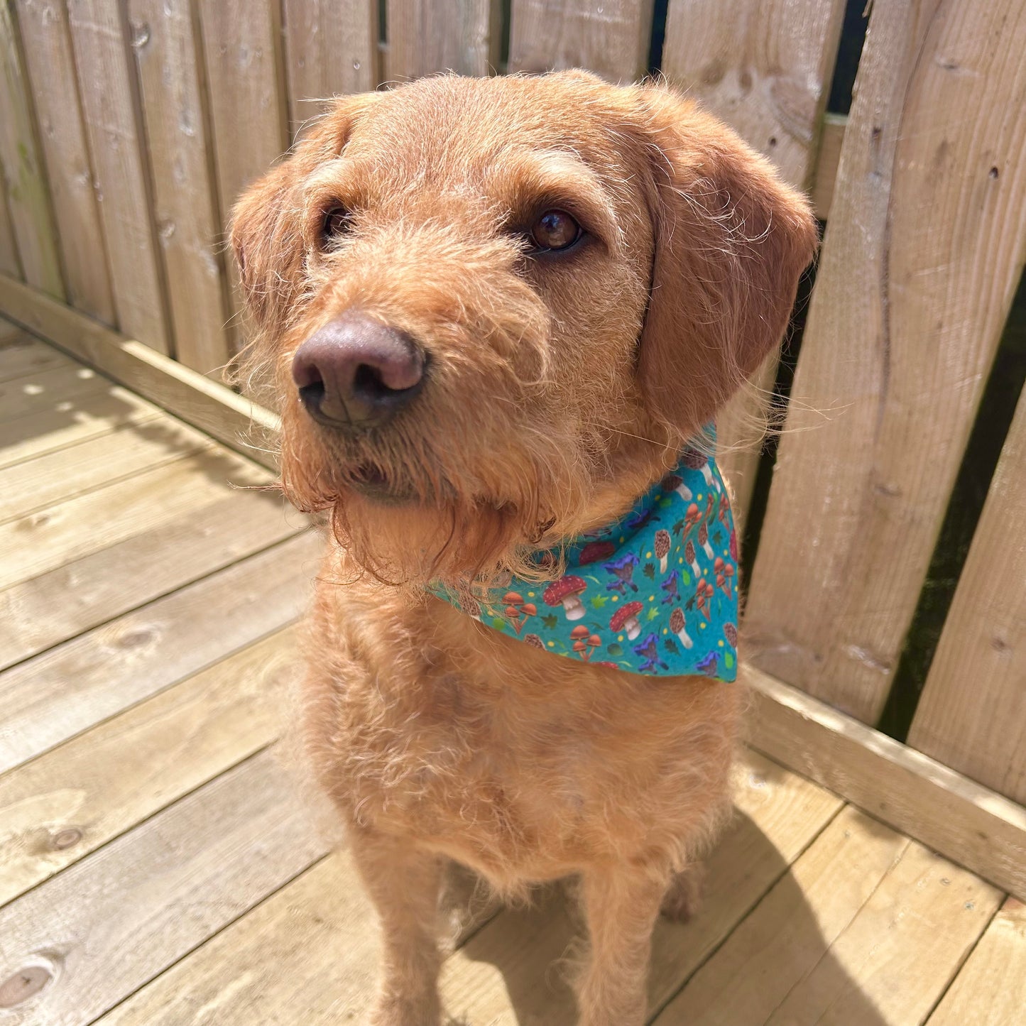 Mushroom Dog Bandana